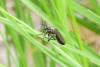 Dioctria atricapilla
